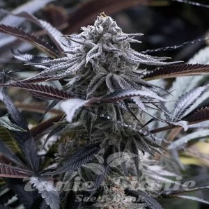 Grape Juice - SILENT SEEDS - 1