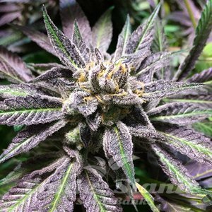 Grape Juice - SILENT SEEDS - 2