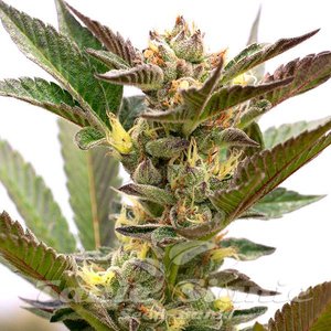 Grapefruit Auto - 1