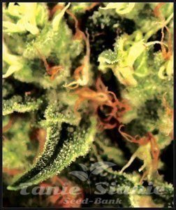 The Doctor - GREEN HOUSE SEEDS - 2