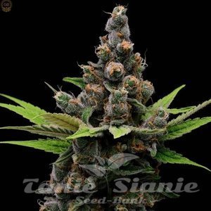 Green Bodhi