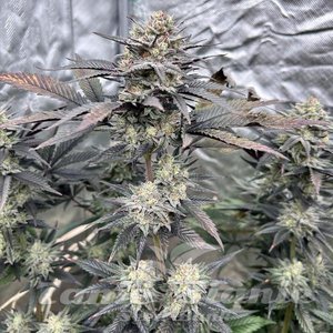 Gush Mints - 2