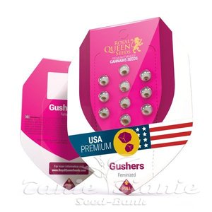 Gushers - ROYAL QUEEN SEEDS - 3