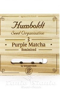 Purple Match - HUMBOLDT SEED - 1
