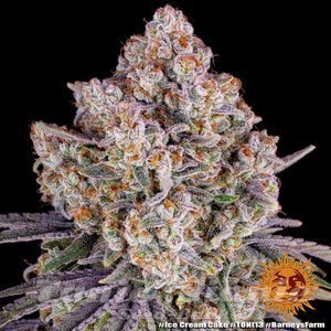 Ice Cream Cake - BARNEY'S FARM - 4