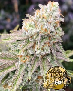 Italian Ice - THE CALI CONNECTION - 1