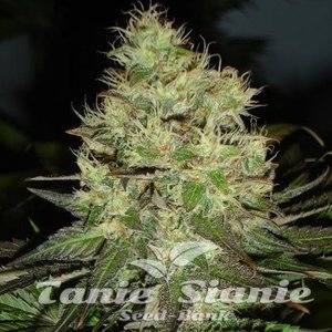 Jack Herer - 1