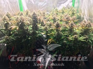 Jack Herer 47 Auto - 2