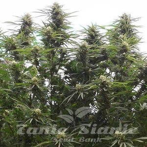 Jamaican Dream - 1