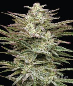 Jelly Donutz - HUMBOLDT SEEDS COMPANY - 2