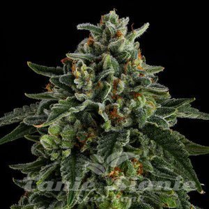 Jet Puft - COMPOUND GENETICS - 1