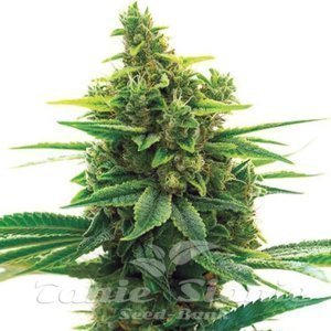 Khalifa Kush - 1