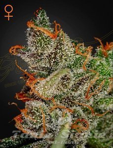 King's Kush - GREEN HOUSE SEEDS - 1