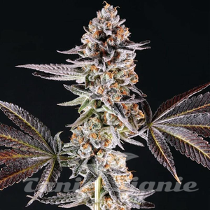 La Bomba - COMPOUND GENETICS - 1