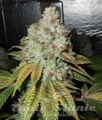 Larry OG Kush - THE CALI CONNECTION - 6