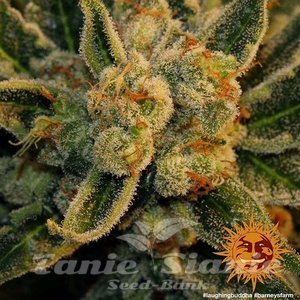 Laughing Buddha - BARNEY’S FARM - 5