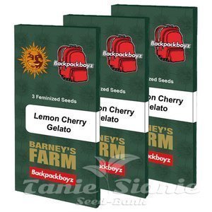 Lemon Cherry Gelato - BARNEY'S FARM - 4