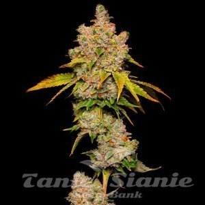 Lemon Cherry Sherb - COOKIES SEEDS - 2