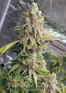 Lemon Mandarin - FASTBUDS - 2