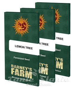 Lemon Tree - BARNEY'S FARM - 5