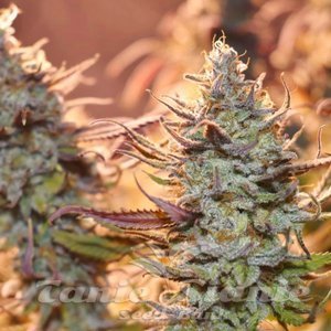 Lemon Z - DUTCH PASSION - 3