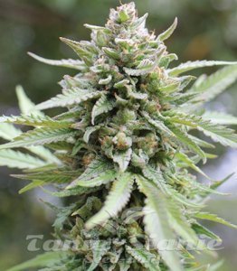 Lemongrass - HUMBOLDT SEED COMPANY - 1