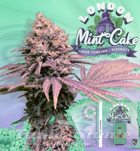 London Mint Cake - T.H. SEEDS - 1