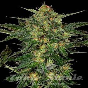 LSD Auto - 1