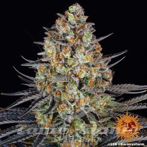 LSD - BARNEY’S FARM - 1