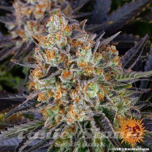 LSD - BARNEY’S FARM - 6