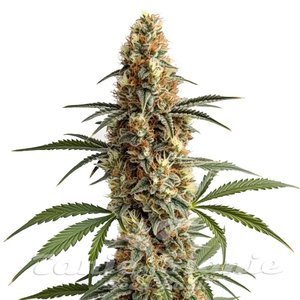 Blimburn Seeds