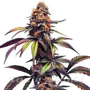 Blimburn Seeds