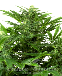 Mandarin Punch Auto - SENSI SEEDS - 1