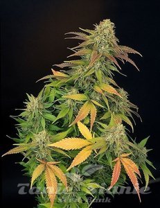 Mister Kush - 1