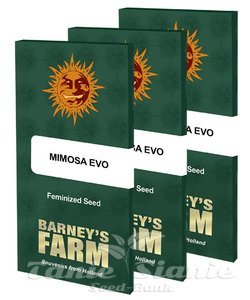 Mimosa EVO - BARNEY'S FARM - 9