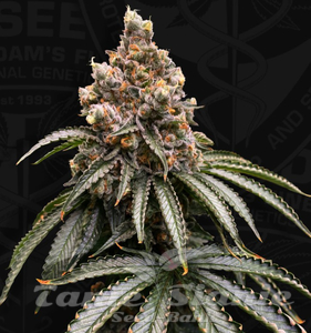 Mona Lisa - T.H. SEEDS - 2