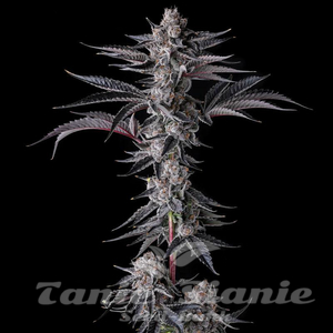 New Money - COMPOUND GENETICS - 1