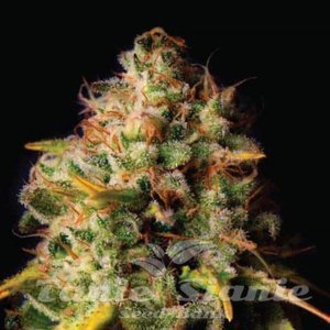 Northern Light x Big Bud - 1