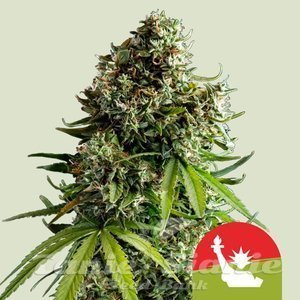 NYC Sour D Auto - ROYAL QUEEN SEEDS - 1