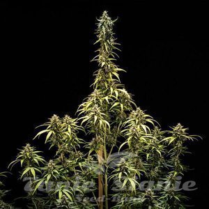 NYC Sour D Auto - ROYAL QUEEN SEEDS X TYSON 2.0 - 6