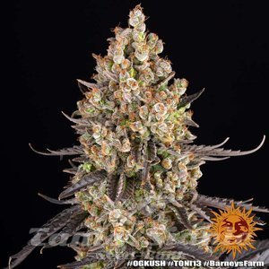 OG Kush - BARNEY'S FARM - 10