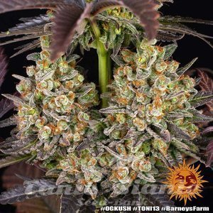OG Kush - BARNEY'S FARM - 11