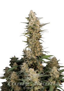 Original Auto Critical - FASTBUDS - 1