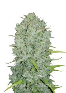 Original Auto Northern Lights - FASTBUDS - 1