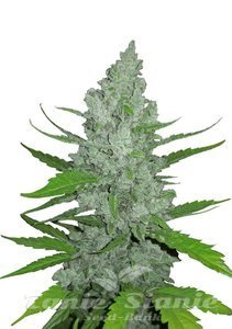 Original Auto Sour Diesel - FASTBUDS - 1