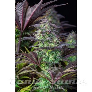 Original Blueberry Auto - FASTBUDS - 2