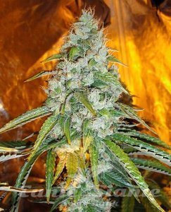 Original Sour Diesel - THE CALI CONNECTION - 2