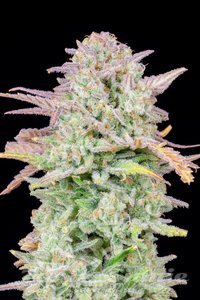 Original Trainwreck Auto - FASTBUDS - 2