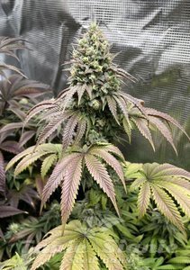 Papaya Sherbet - FASTBUDS - 2