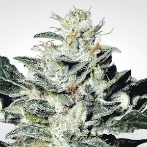 Indica Champions - PARADISE SEEDS - 4